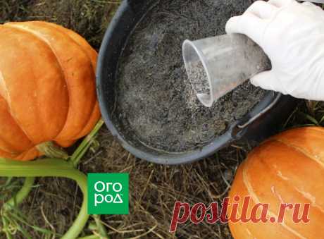Чем подкормить тыкву в августе и сентябре | Кабачки, тыквы (Огород.ru)