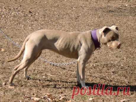 pitbull terrier kennel - Поиск в Google