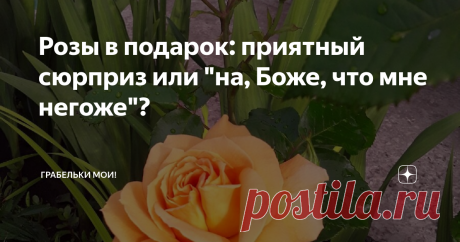 Розы в подарок: приятный сюрприз или "на, Боже, что мне негоже"? Многие уважающие себя питомники роз присылают своим покупателям розы в подарок за сделанный заказ.
У меня собралось несколько таких подарков - сортов, которые я не выбирала и не заказывала. Теоретически они мне не нужны.
С одной стороны, получать подарки приятно.
С другой стороны, уметь угадывать, чтобы подарок наверняка понравился  - редкое искусство дарителя. Нужно хорошо знать человека, чтобы