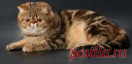 Экзотическая короткошерстная кошка (экзот): фото, цена, описание породы, характер, видео – Муркотэ о кошках и котах