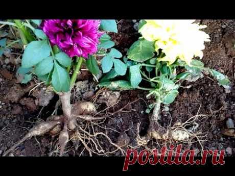 How to care for Dahlia and Chandramallika mother plant