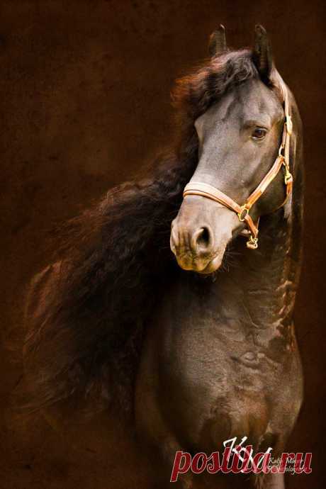 Portrait « Heart of a Horse