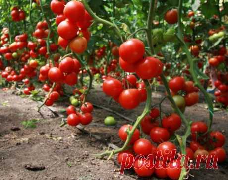 Как получить богатый урожай помидоров