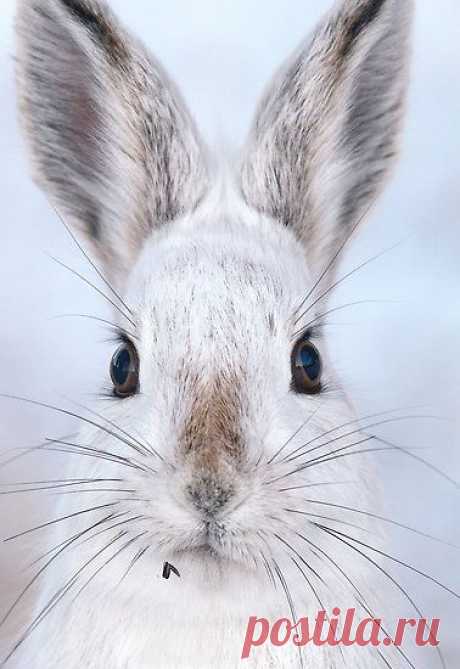 Petit Cabinet de Curiosites - benrogerswpg: Snow Hare, Animals...