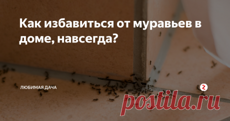 Как избавиться от муравьев в доме, навсегда? Когда дом атакуют муравьи, ну это как минимум неприятно... Вот и в моей квартире решили обжиться эти трудоголики. Я сначала парочку увидела и выкинула их в окно, позже еще кучку. В общем оказывается это не только трудолюбивые, но и очень любвеобильные насекомые, судя по темпам их размножения...
Самое ужасное - они буквально выгрызают себе ходы даже в стенах! Оказывается домик они себе соорудили в