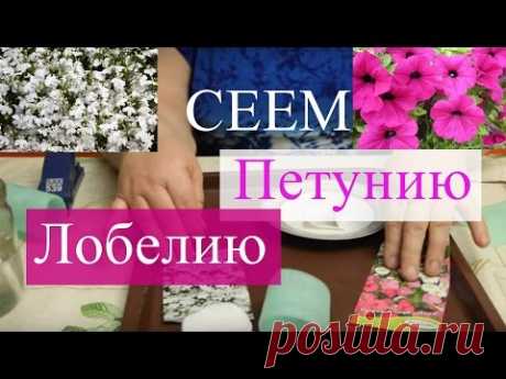 Сеем лобелию и петунию. Тонкости успешной посадки. - YouTube