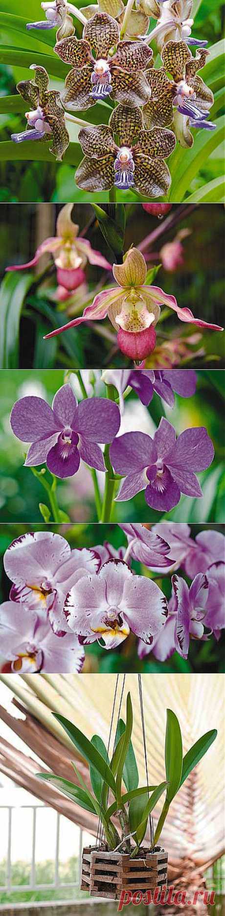 Орхидеи для начинающих: 8 простых советов | Наша дача