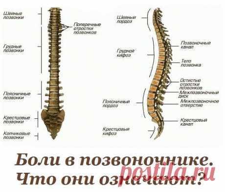 Жалобы при болях отдельных позвоночников и что это означает