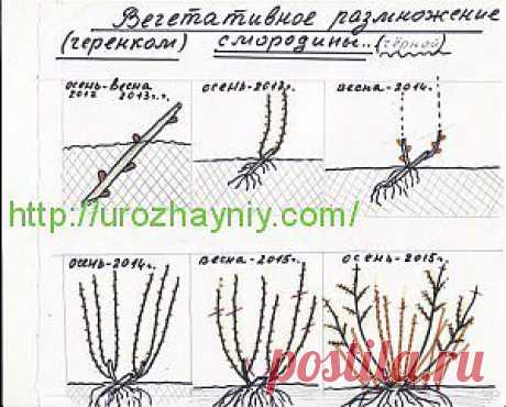 Размножение черной смородины черенками. Автор Валентин Савёлов | Урожайная дача