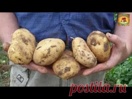 Как получить ранний урожай картофеля в середине июня. Супер простой способ вырастить картофель - YouTube