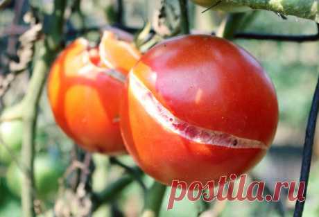 Что делать, чтобы помидоры не трескались | Садовичок | Яндекс Дзен