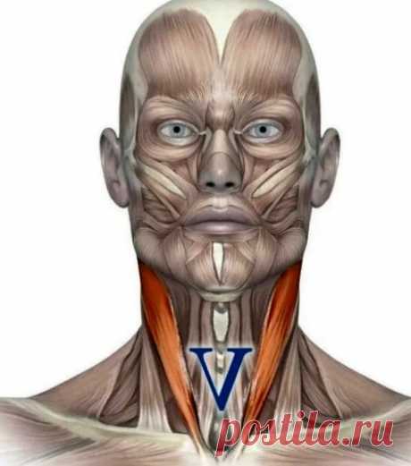 Работаем с шеей для красивого и молодого лица
#мышцышеи #массажГКС