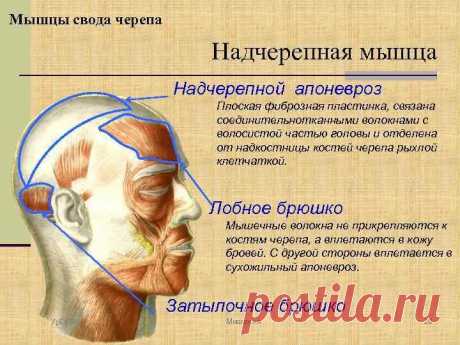 Массаж апоневроза: 5 минут для стимуляции роста волос, от отеков и опущения тканей лица | Деловая косметичка | Яндекс Дзен