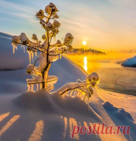 Маленькие сосны на рассвете. Ладожское озеро, Карелия. Автор фото – Федор Лашков: nat-geo.ru/photo/user/27510/