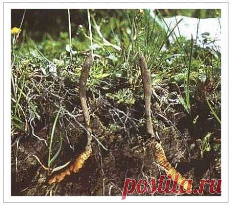 Что же такое Кордицепс, это китайский гриб кордицепс гусеница, растущий на склонах гор в Китае. 
Собирают кордицепс как только сошел снег с гор.