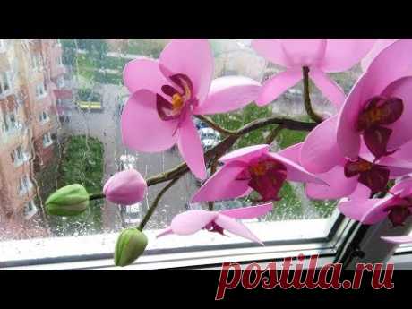 Мастер-класс Орхидея фаленопсис из фоамирана