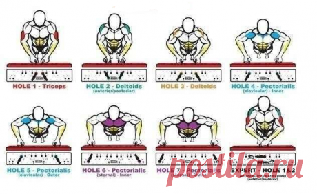Удобная таблица, показывающая, какие группы мышц работают при различных видах отжиманий