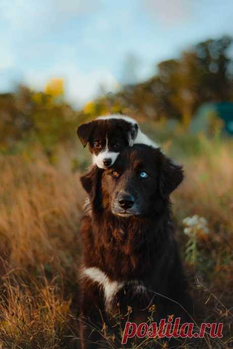 20 смешных собак, которые не очень-то рады появлению в семье нового щеночка