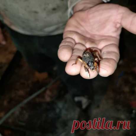 Старый бабушкин метод борьбы с медведкой. Ему больше 30 лет, а он до сих пор работает | посуДАЧИм об огороде | Яндекс ДзенДля истребления медведки нужно было взять яичную скорлупу, растолочь до мелких кусочков, но не до полного порошка (размер с бисер) и смешать с растительным маслом. Брать нужно строго вонючее – нерафинированное, иначе ничего не получится. Добавляют масла столько, чтобы получилась сметанообразная кашица, которую необходимо закопать на глубину 15-20 см в з...