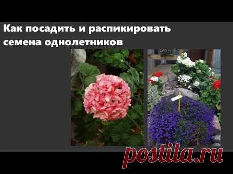 Посадка семян и пикировка лобелии, бальзамина, пеларгонии и других однолетников.