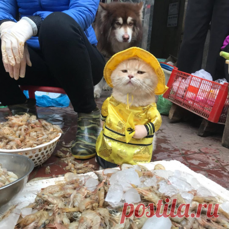 Кот, продающий рыбу на вьетнамском рынке, завоевал сердца тысяч покупателей: фото самого милого бизнесмена — блог туриста ni-oca на Туристер.Ру