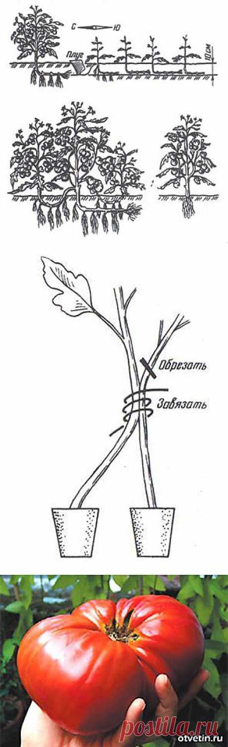 Тайны выращивания помидор.