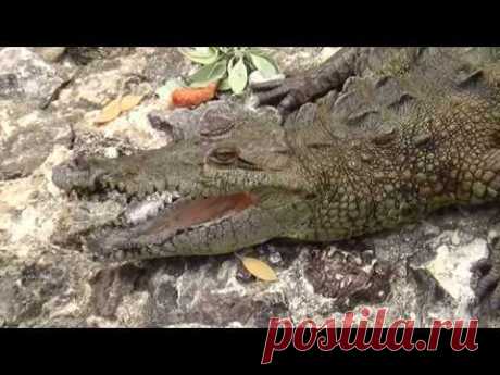 Крокодилы, черепахи и ламантины океанариума Санто-Доминго