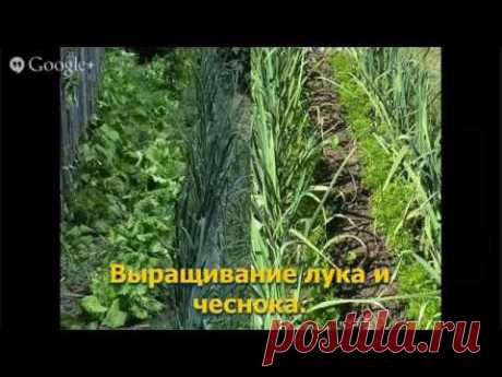 ▶ Вебинар - Выращивание лука и чеснока! - YouTube