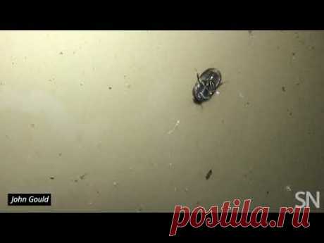 В Австралии нашли жуков, которые ходят по внутренней поверхности воды вверх ногами