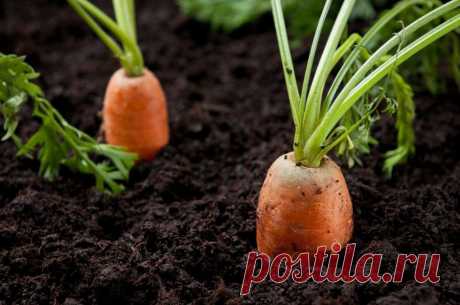 Способ посадки моркови | Дачный участок