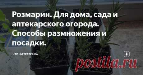 Розмарин. Для дома, сада и аптекарского огорода. Способы размножения и посадки. Статья автора «Что ни травинка» в Дзене ✍: Факты о розмарине Уход за розмарином относительно не сложен, об уходе, поливе, обрезке и заготовке розмарина я расскажу в следующих статьях, пока, если вы...