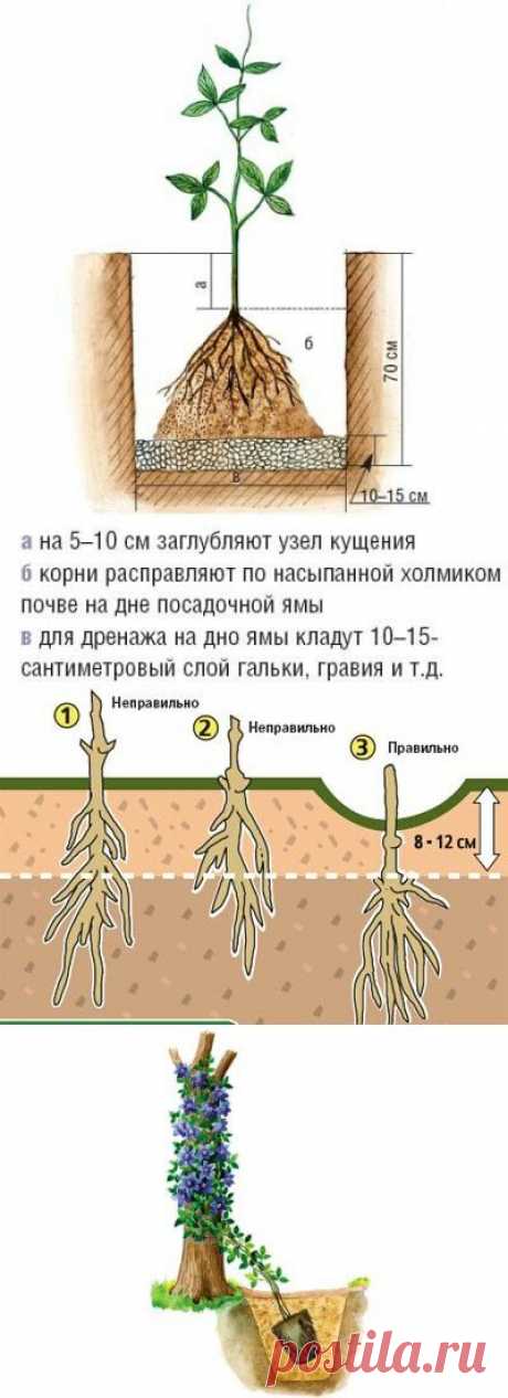 Как и куда правильно посадить клематис