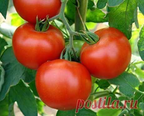 Про йод для томатов | 6 соток