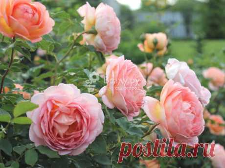Почвопокровные розы в дизайне сада, фото сортов Почвопокровные розы в саду - фото и характеристики лучших сортов. Посадка и уход за розами. Почвопокровные розы фото в саду, применение в дизайне