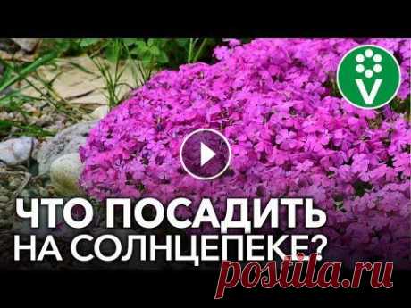 СОЛНЕЧНАЯ КЛУМБА. Какие цветы способны выдержать жару и засуху? ✿Всё для сада и огорода ищите в нашем интернет-магазине! ✔Беларусь: ✔Казахстан: ✔Задать вопрос, прочитать статью, поделиться фотографиями вы можете на...