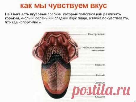 Анатомия 1 клетки  кости мышцы органы чувств звук