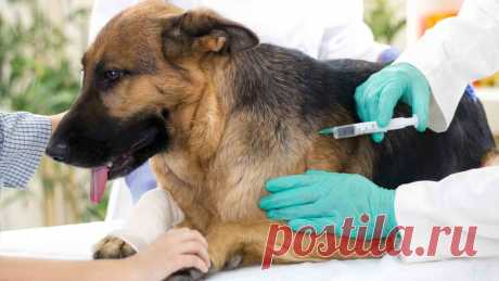 Акт вакцинации животных без владельца