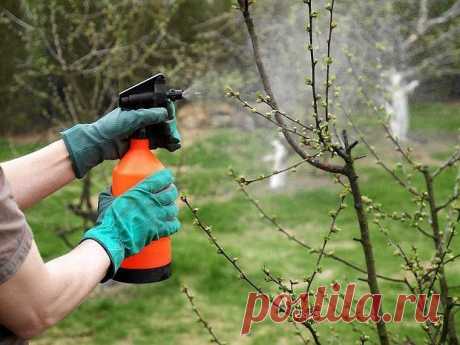 Когда и чем опрыскивать плодовые деревья и кустарники весной от вредителей