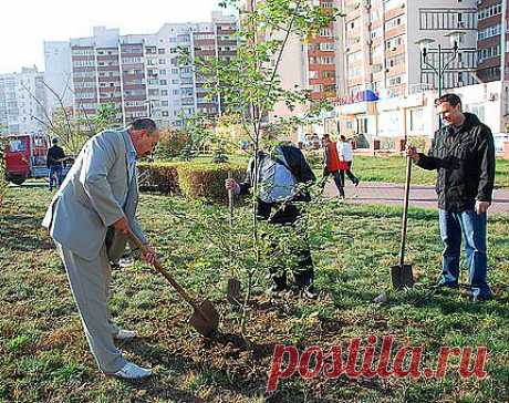 Учимся посадке плодовых деревьев.