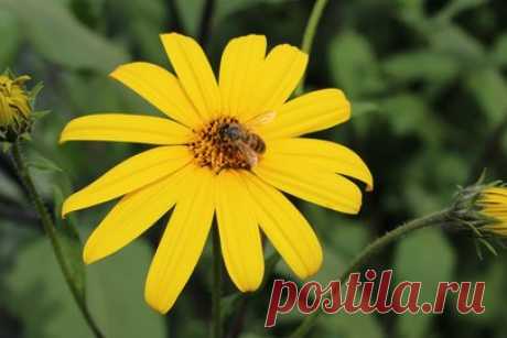 Яд медоносных пчёл оказался эффективен против рака груди – UfacityNews.ru