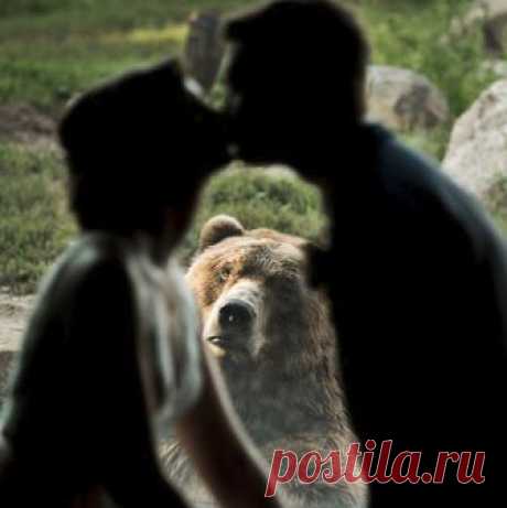 Медведя перекарежило при виде поцелуя молодоженов.