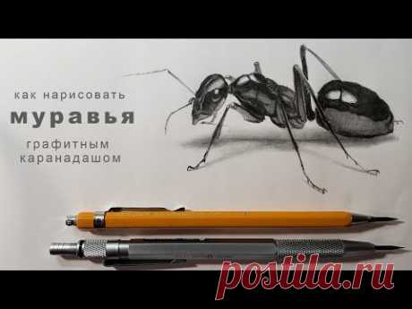 как нарисовать муравья поэтапно как нарисовать муравья карандашом how to draw an ant with a pencil