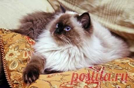Гималайская кошка – описание породы, характер, фото - Вопросы и ответы