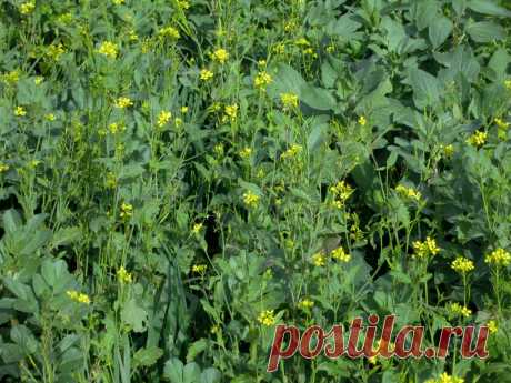 Vos légumes du potager suivent-ils les bonnes associations ?