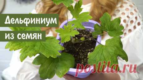 Дачные Сезоны с Мариной Рыкалиной | Дельфиниум из семян
