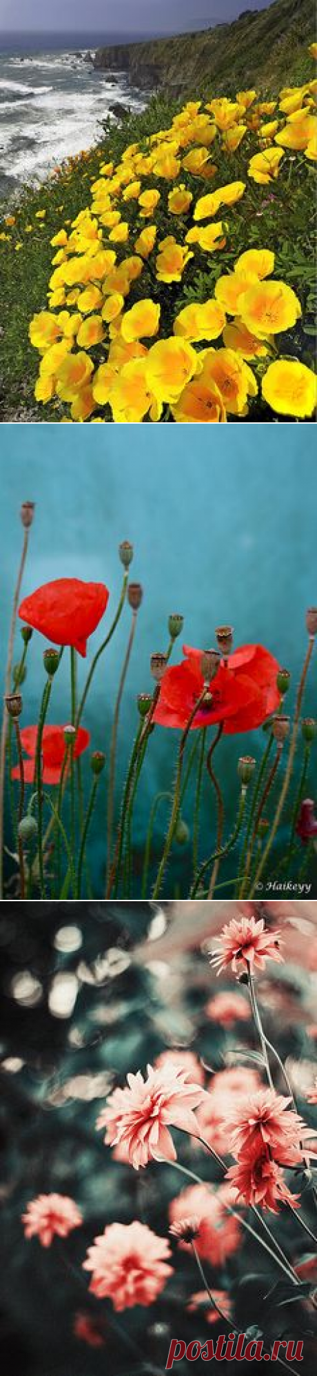 (1077) Poppies, Popcorn flowers, Lupine - California | California