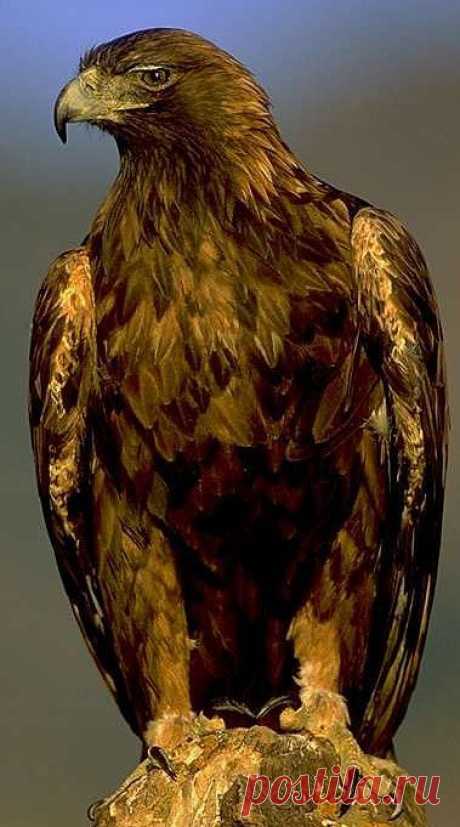 Eagles - Regal Birds of Prey