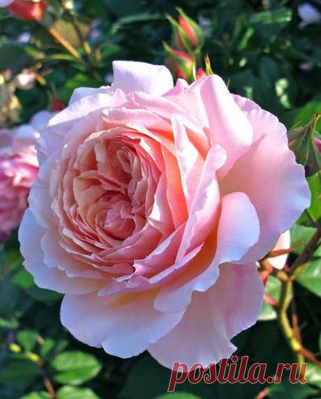 'A Shropshire Lad' (1997) David Austin rose | via Susan R