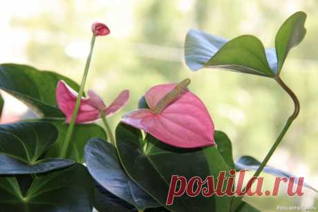 Антуриум - грация и оригинальность Антуриум – это красивое и оригинальное вечнозеленое растение