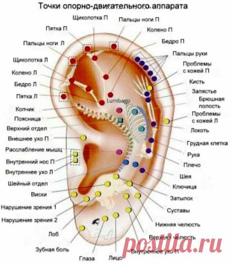 Уши наше все! Массаж ушей по рефлекторным точкам Точки на ухе – Лучшее из Тайланда! Интернет магазин тайской косметики №1 в России